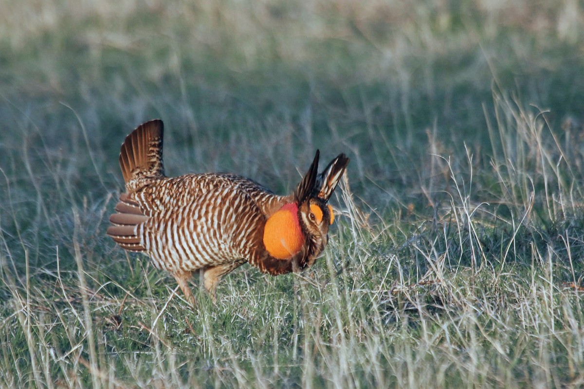 Greater Prairie-Chicken - ML618064161