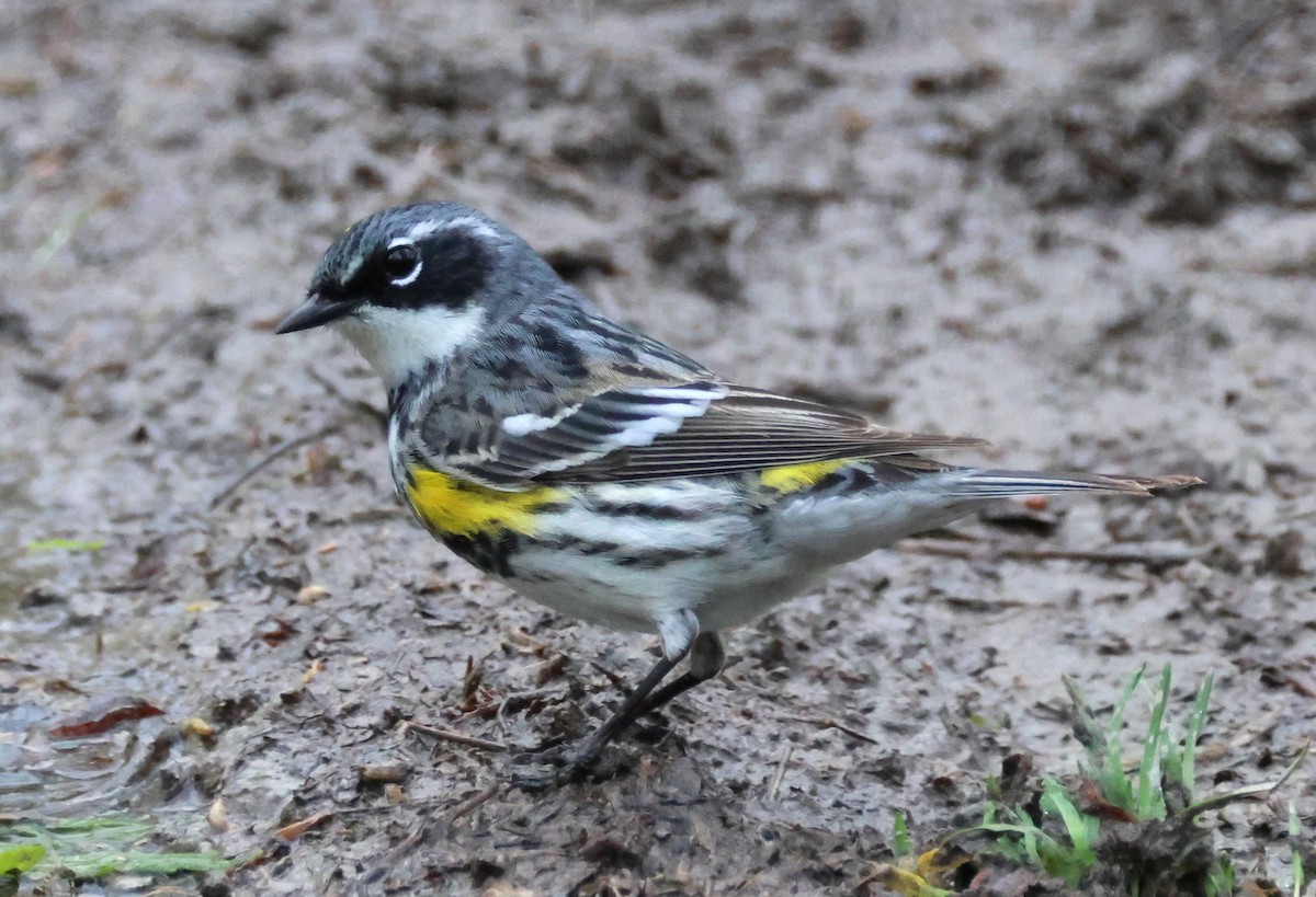 Yellow-rumped Warbler (Myrtle) - Mark  Brown