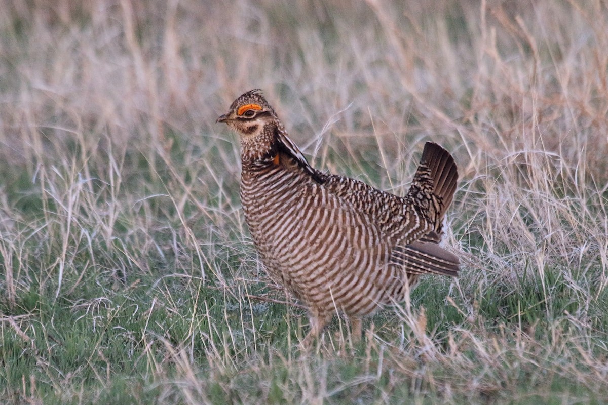 Greater x Lesser Prairie-Chicken (hybrid) - ML618064198