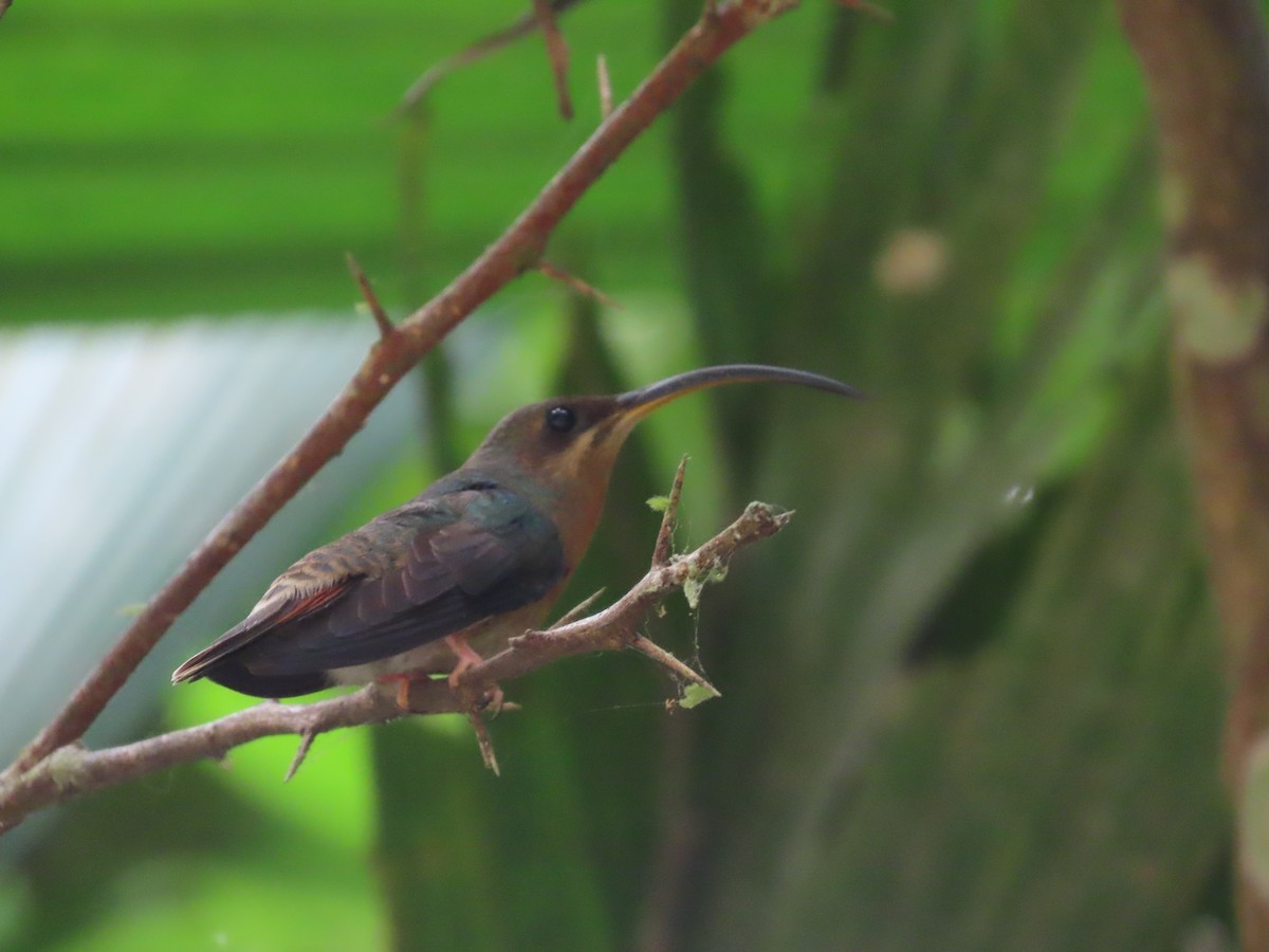 Rufous-breasted Hermit - ML618064213