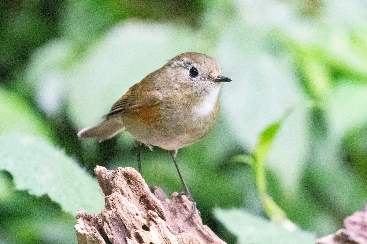 Red-flanked Bluetail - ML618064240