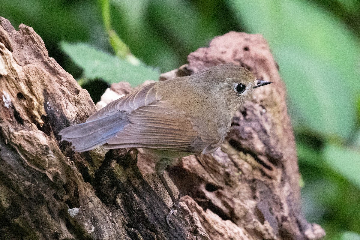 Red-flanked Bluetail - ML618064241
