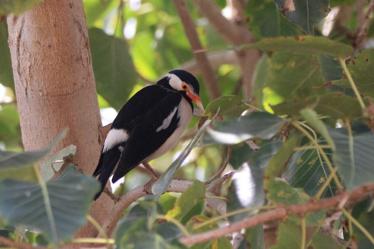 Indian Pied Starling - Lawrence Gardenhire