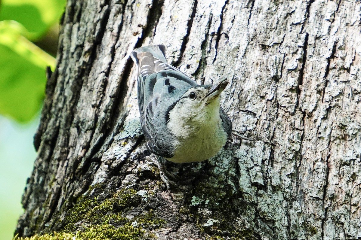 White-breasted Nuthatch - ML618064275