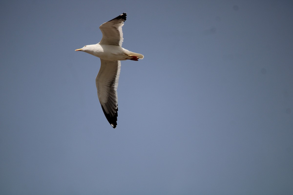 Lesser Black-backed Gull - Lawrence Gardenhire