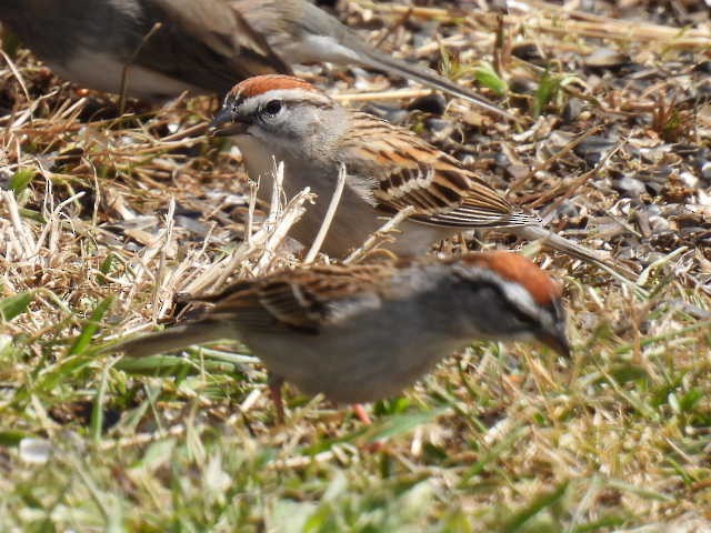 Chipping Sparrow - ML618064331