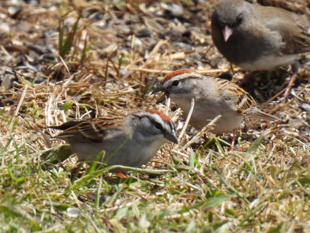 Chipping Sparrow - ML618064332