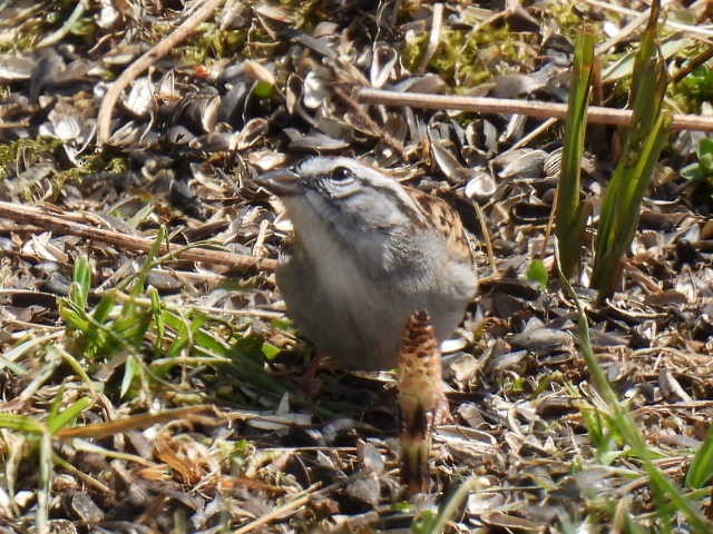 Chipping Sparrow - ML618064334