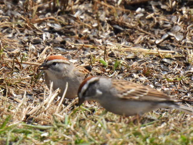 Chipping Sparrow - ML618064335