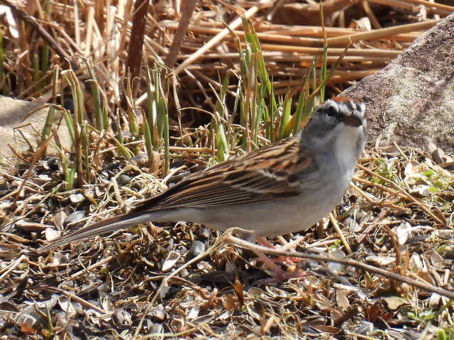 Chipping Sparrow - ML618064336