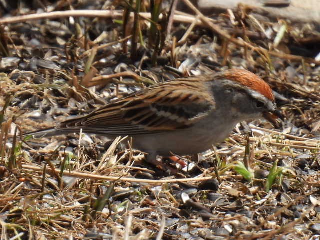 Chipping Sparrow - ML618064337