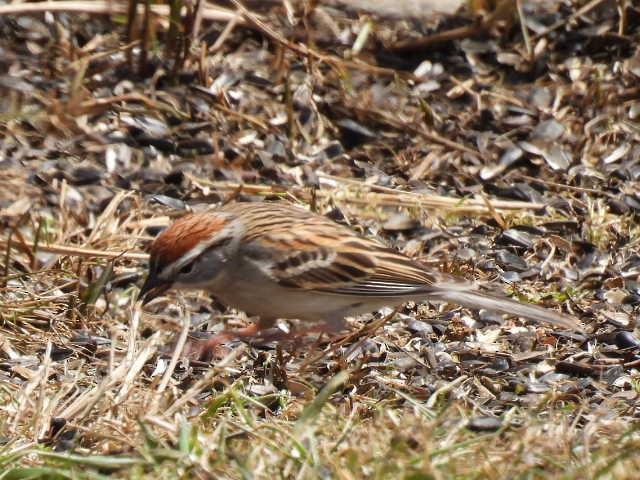 Chipping Sparrow - ML618064338