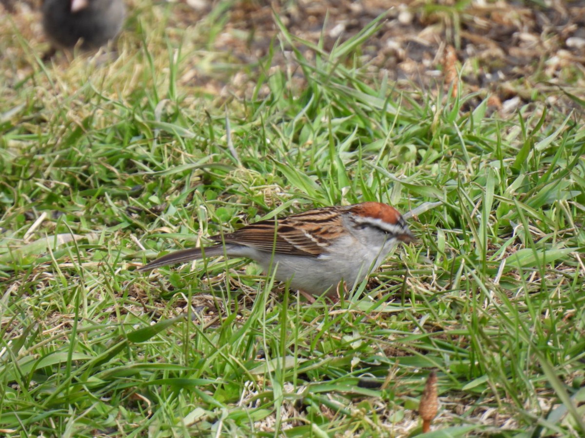 Chipping Sparrow - ML618064339