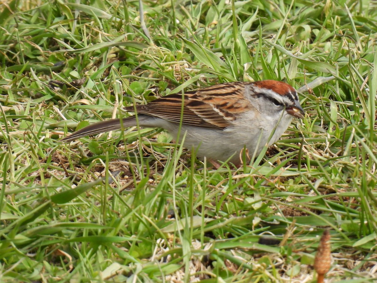 Chipping Sparrow - ML618064341