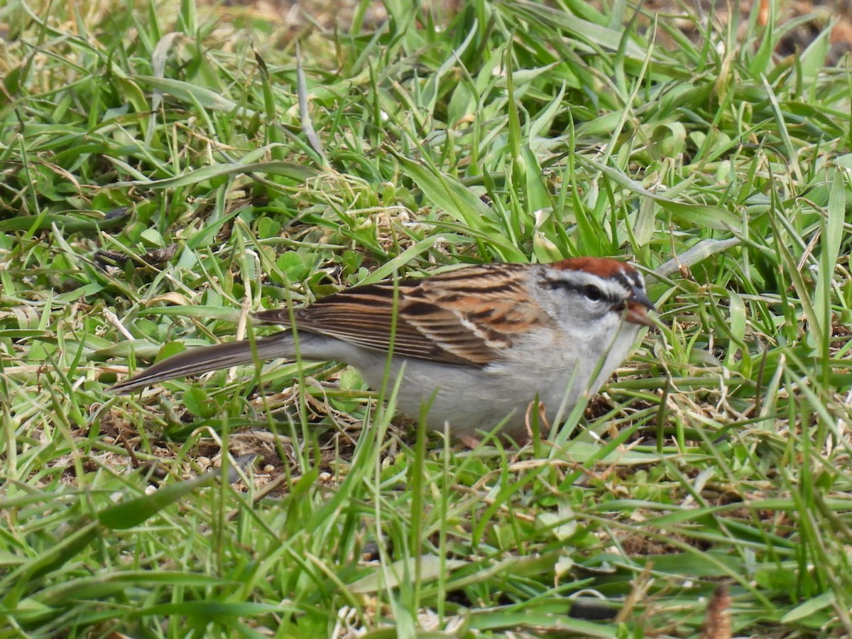 Chipping Sparrow - ML618064342