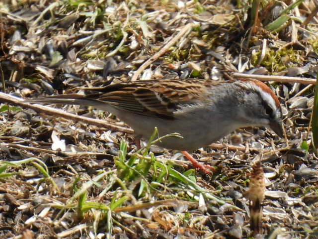 Chipping Sparrow - ML618064343