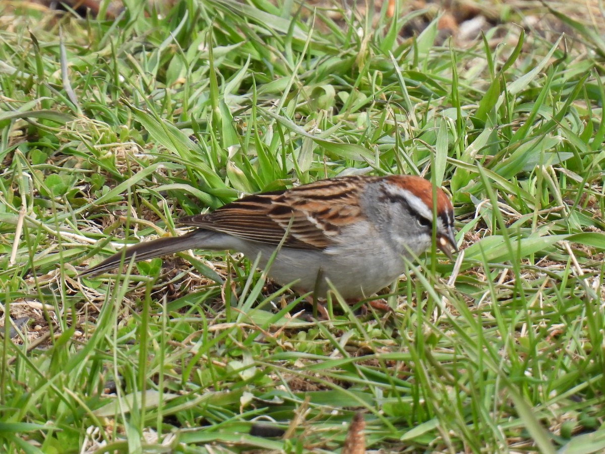 Chipping Sparrow - ML618064344