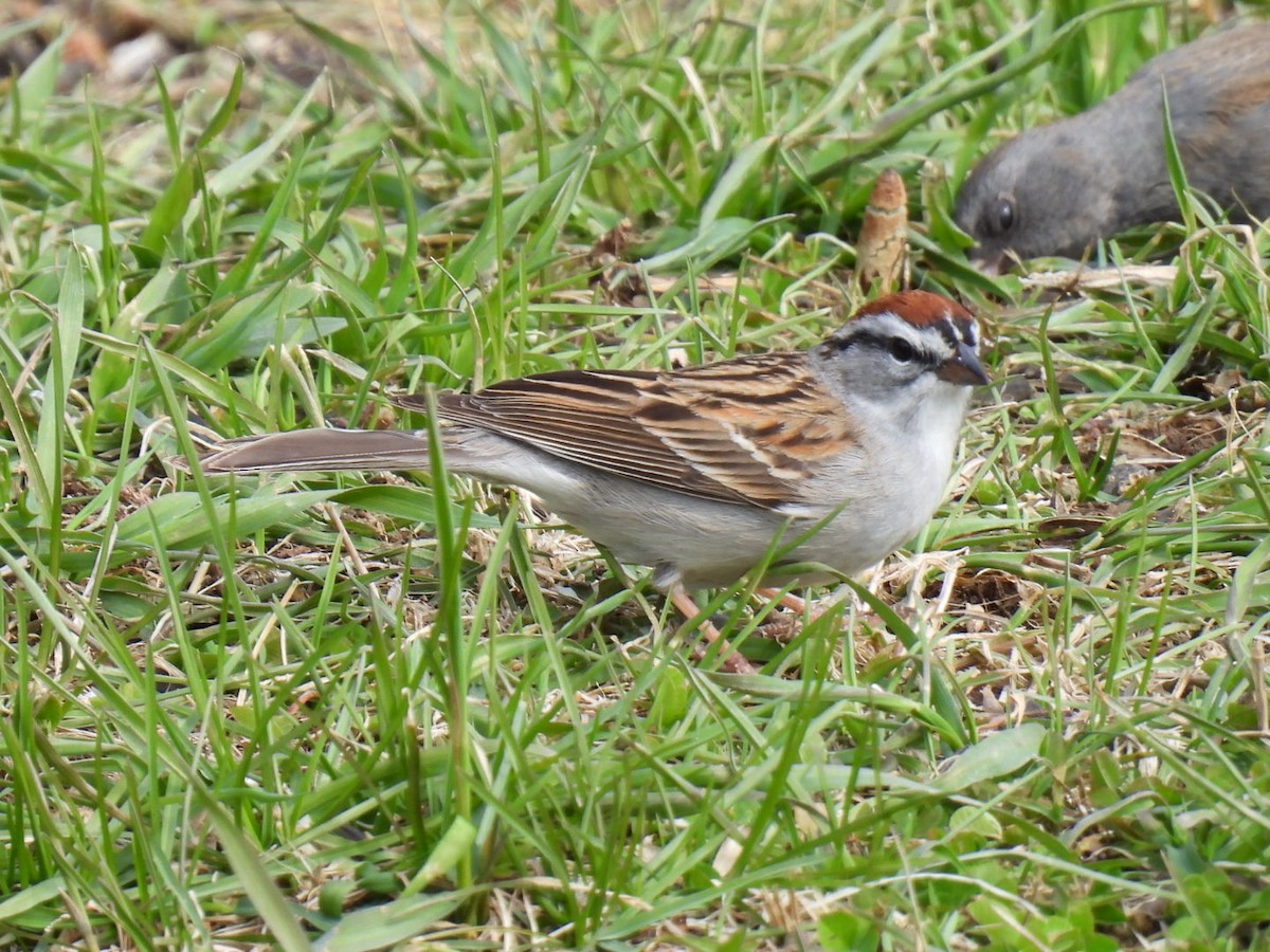 Chipping Sparrow - ML618064345