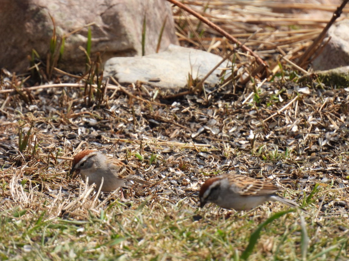 Chipping Sparrow - ML618064346