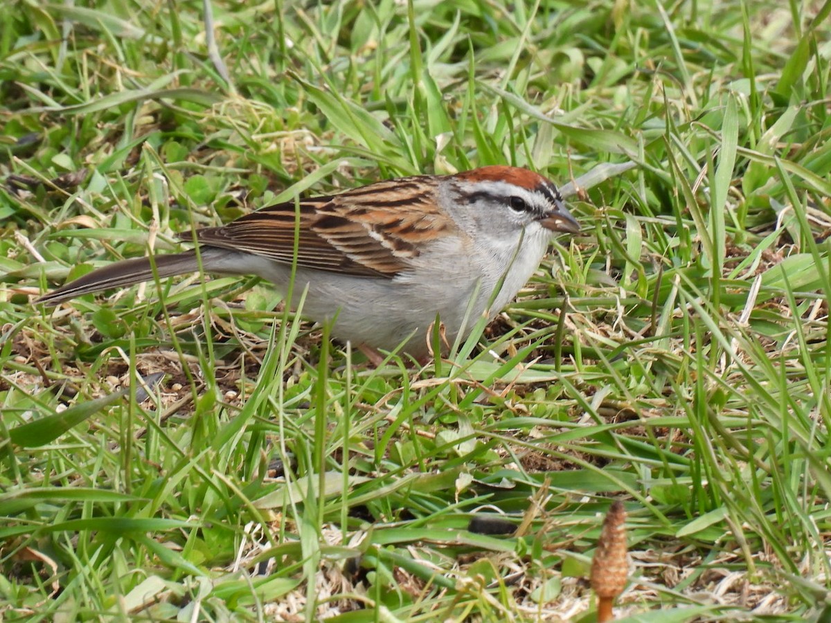Chipping Sparrow - ML618064347