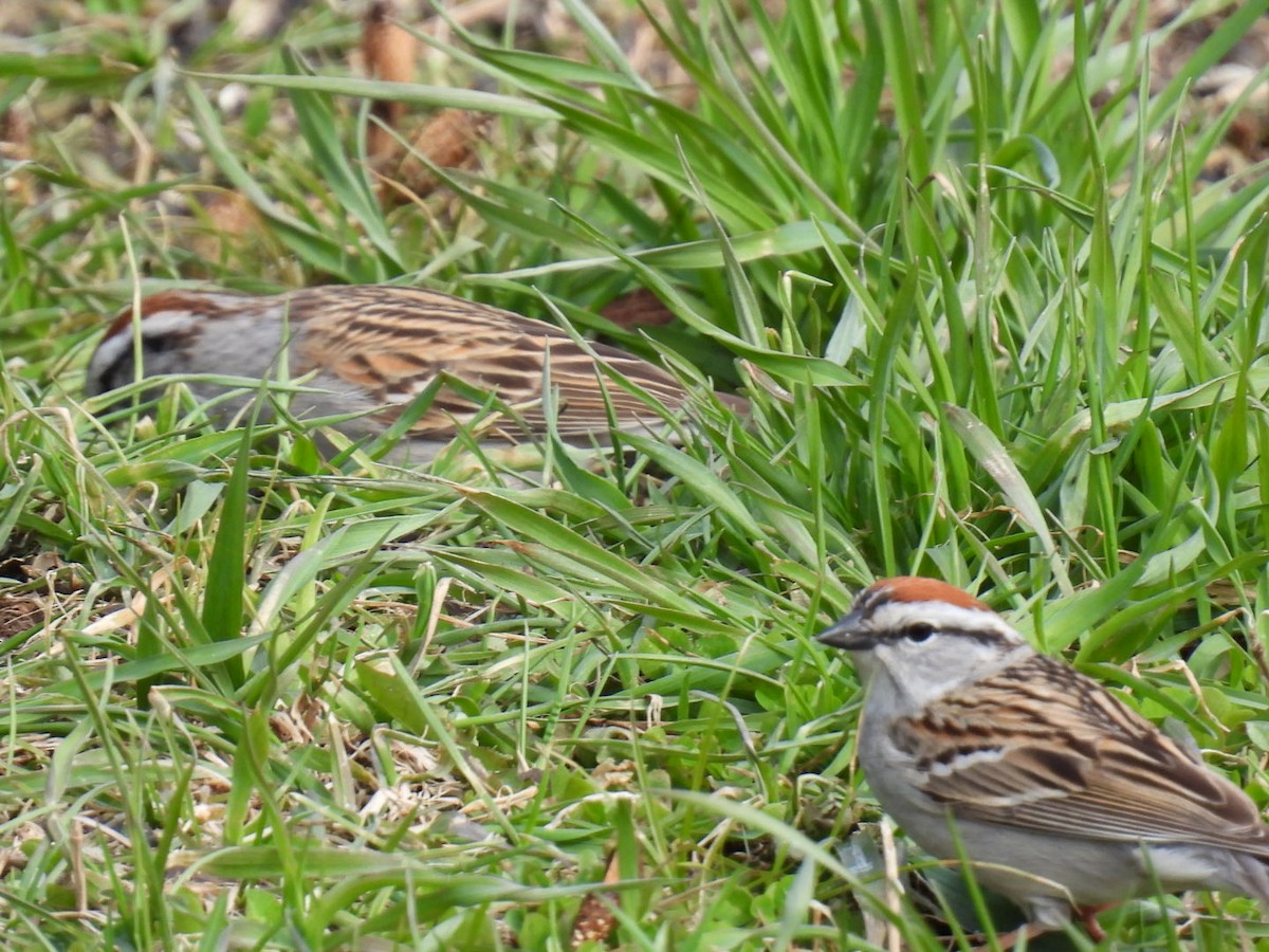 Chipping Sparrow - ML618064348