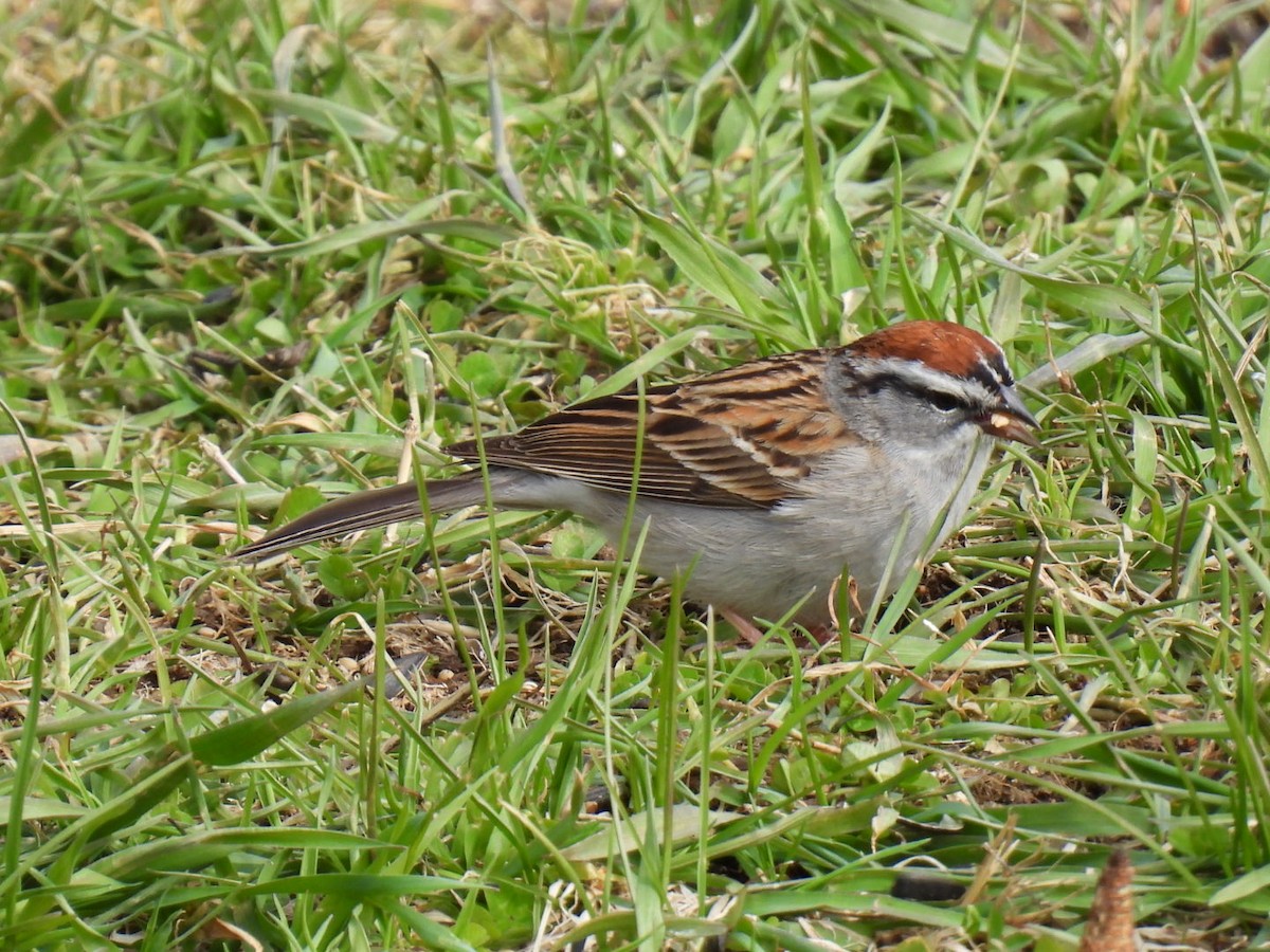 Chipping Sparrow - ML618064349