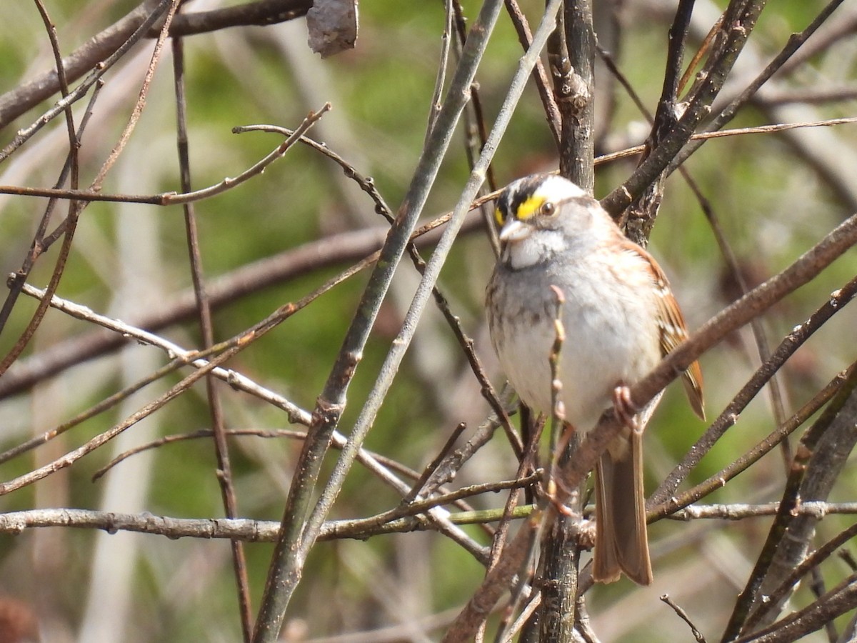 White-throated Sparrow - Joe McGill