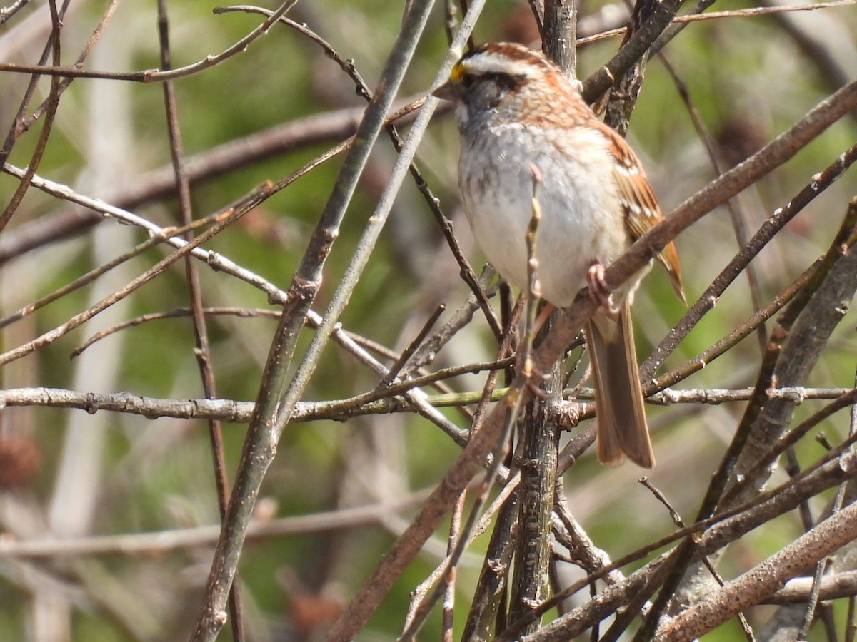 White-throated Sparrow - ML618064375