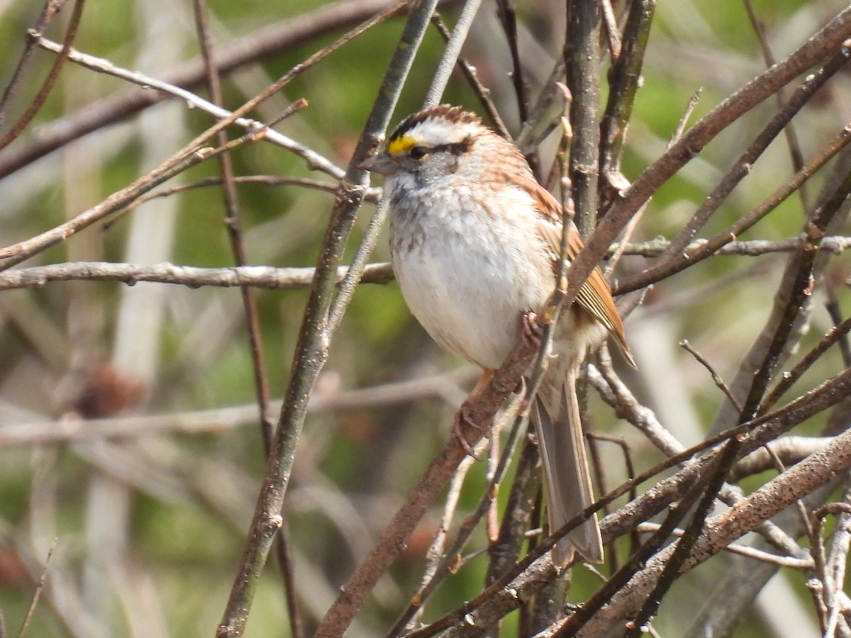 White-throated Sparrow - ML618064376