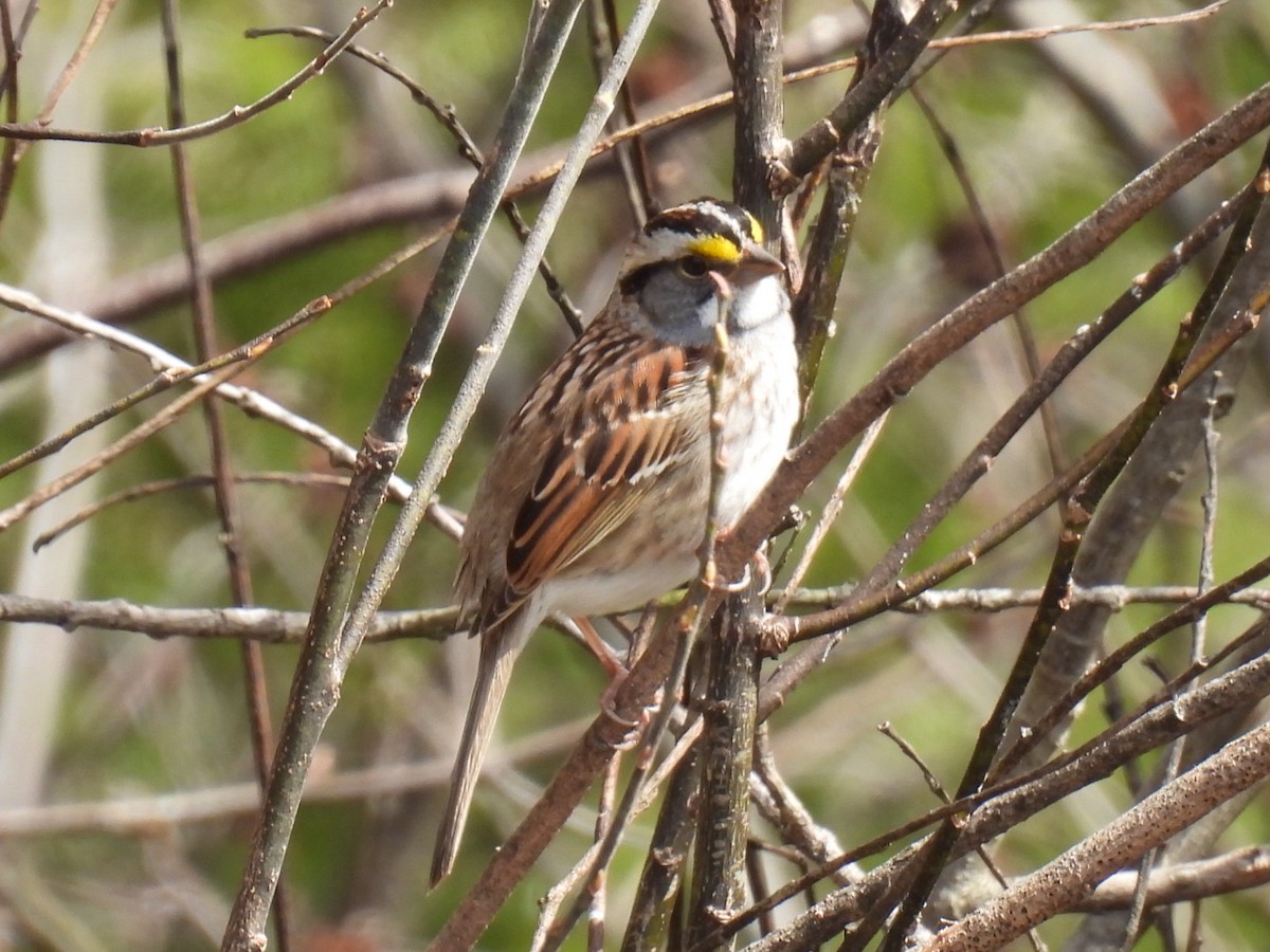 White-throated Sparrow - ML618064377