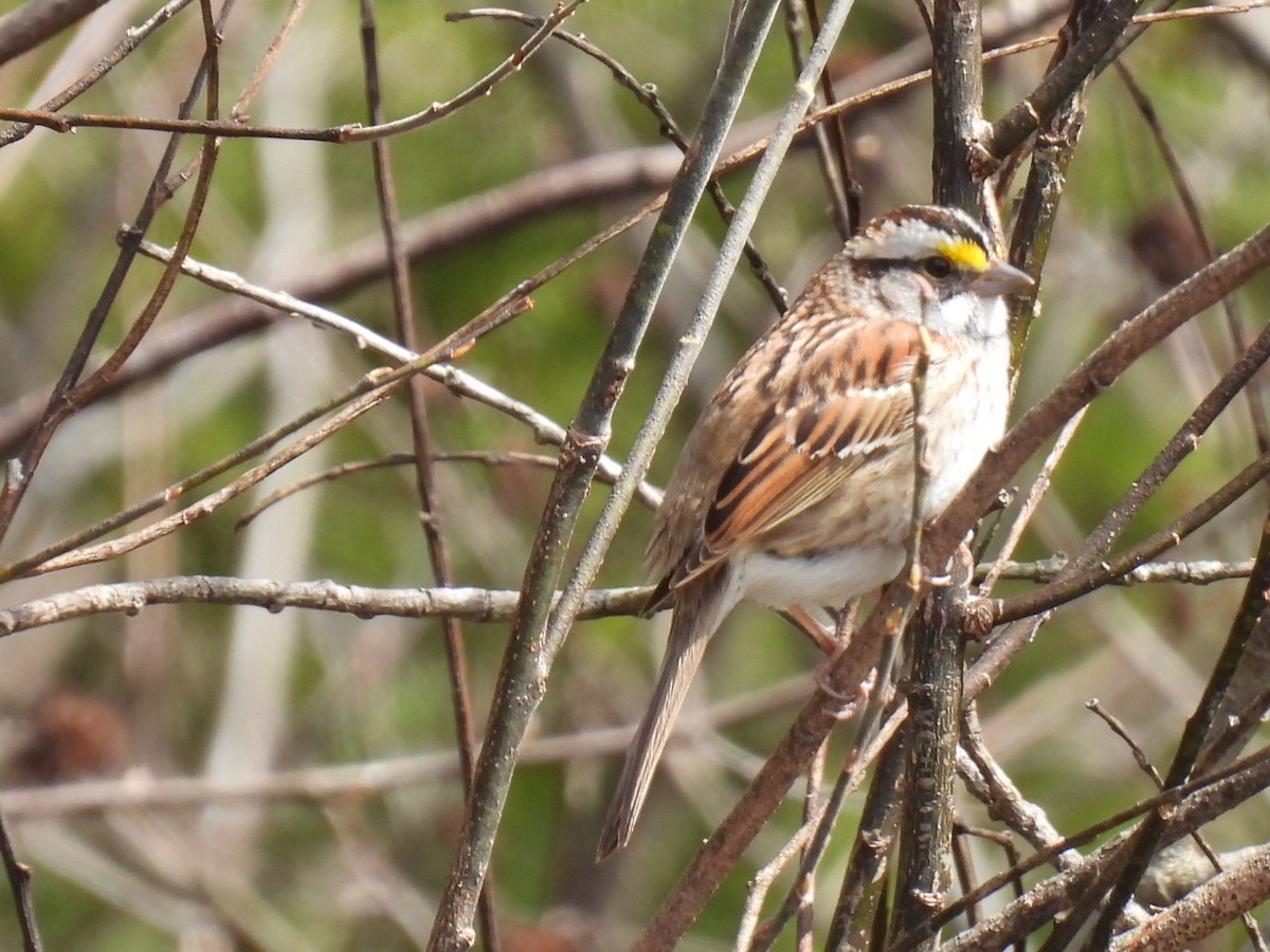 White-throated Sparrow - Joe McGill