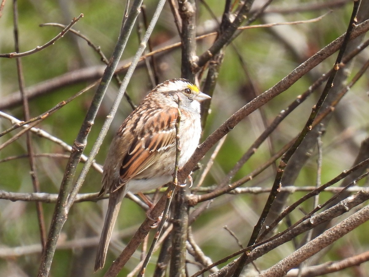 White-throated Sparrow - ML618064379