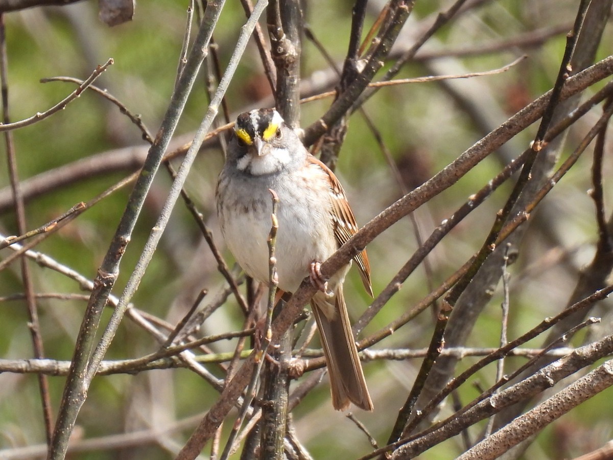 White-throated Sparrow - ML618064380