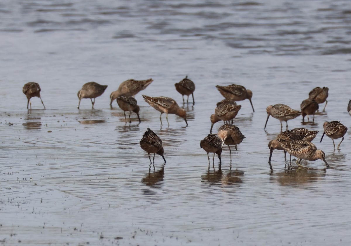 Long-billed Dowitcher - ML618064383