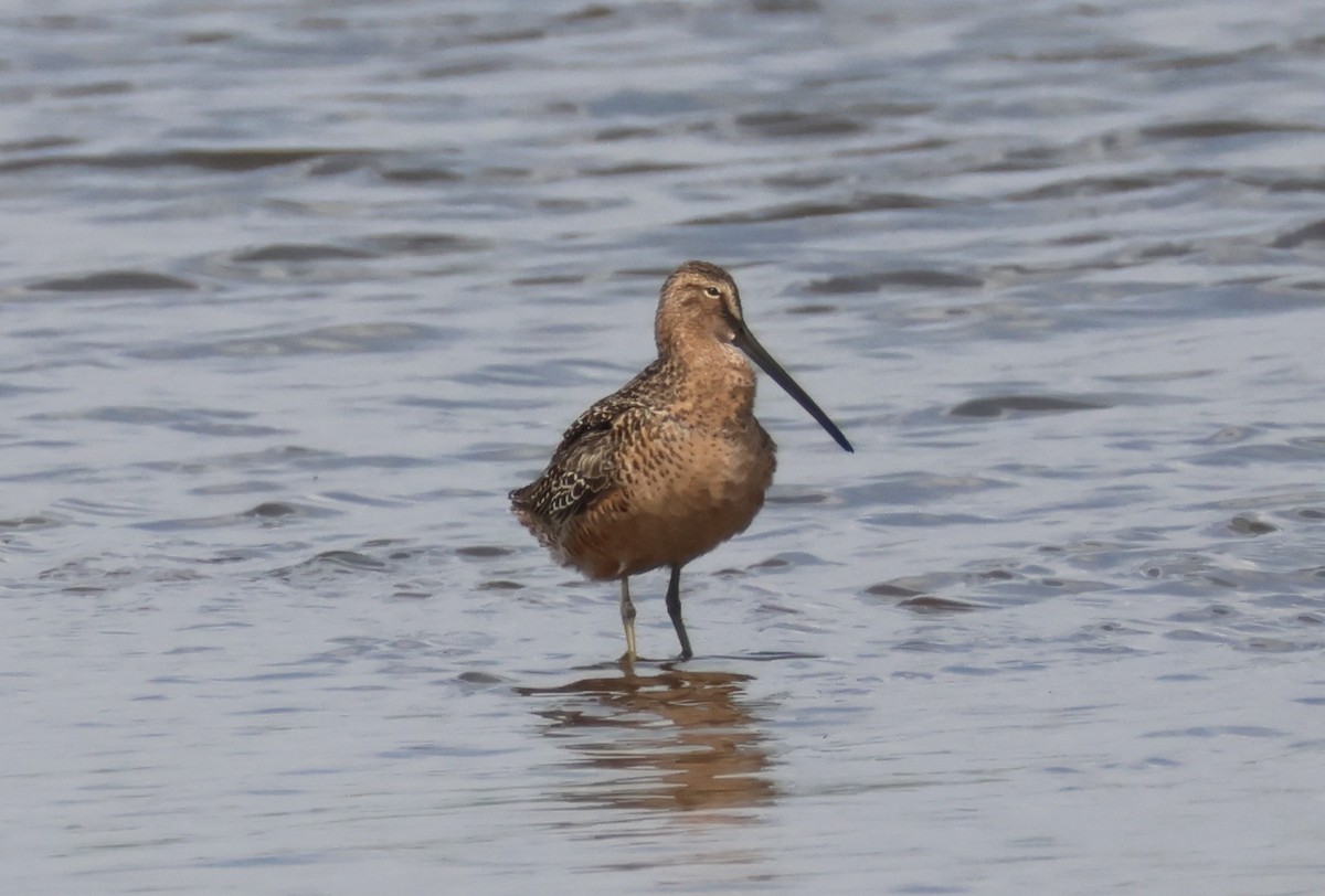 Long-billed Dowitcher - ML618064388