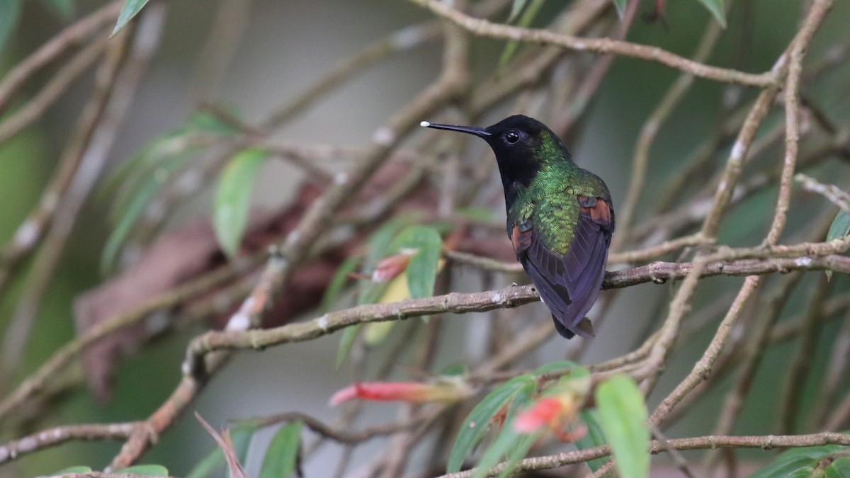 Black-bellied Hummingbird - David Rupp