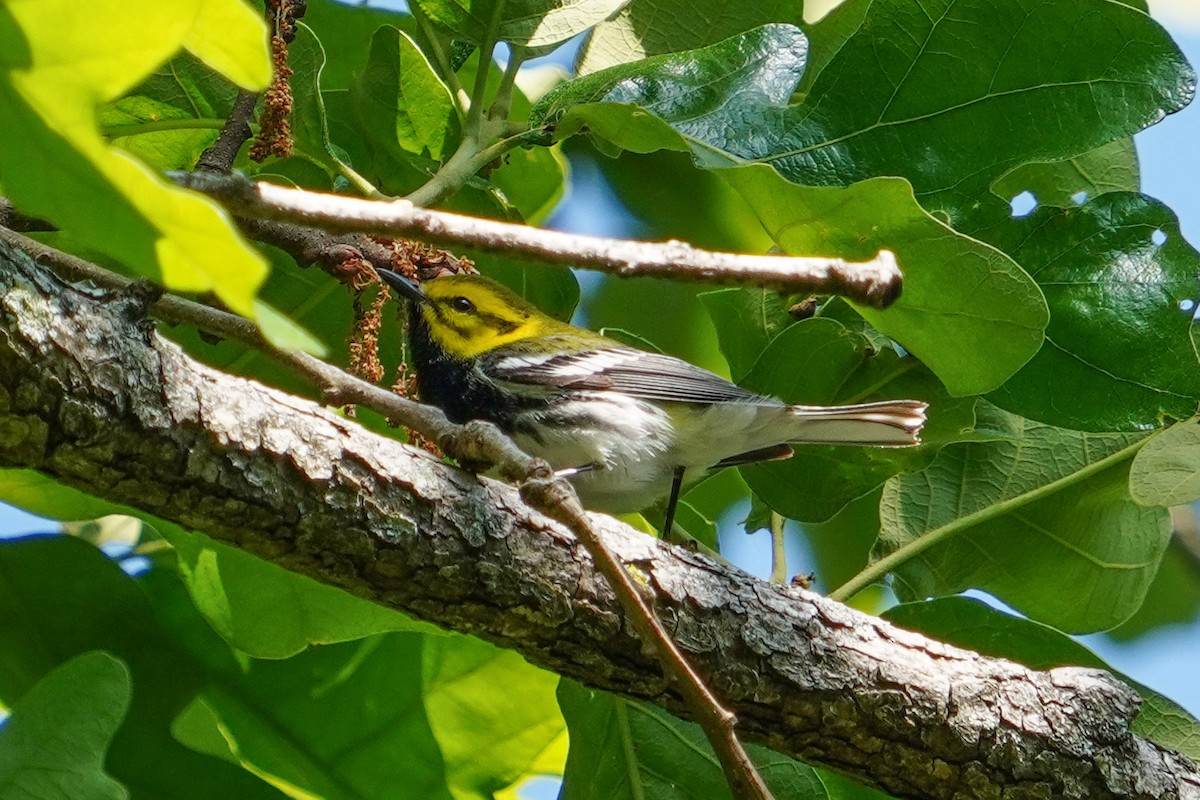 Black-throated Green Warbler - ML618064416