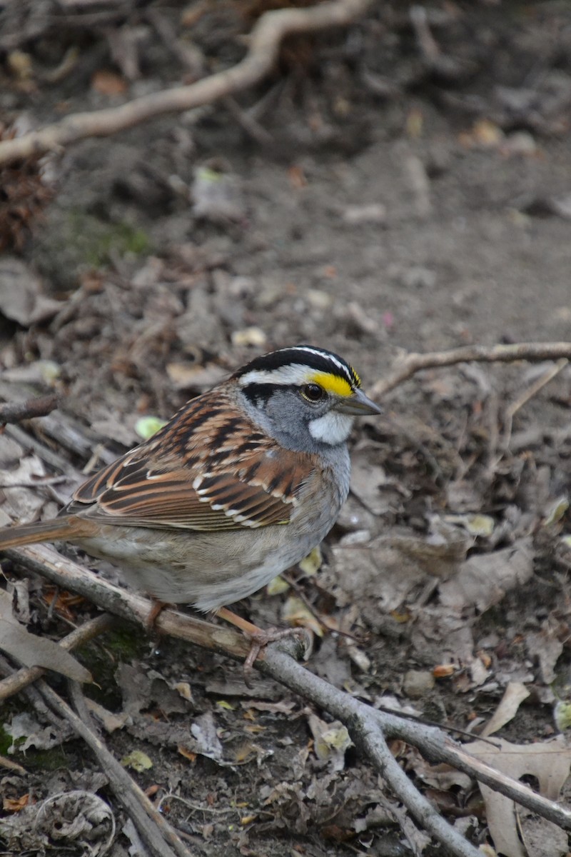 White-throated Sparrow - ML618064417