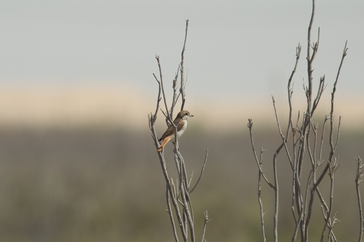 Red-tailed Shrike - Morten Lisse