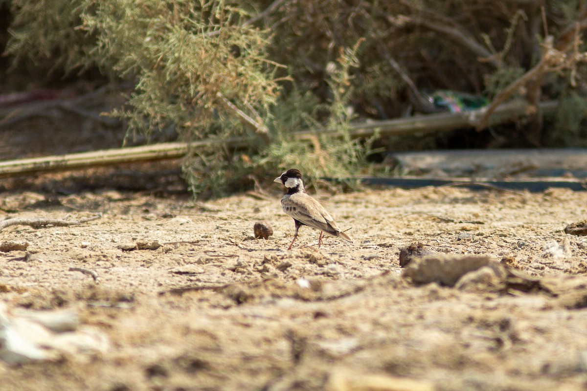 Black-crowned Sparrow-Lark - Morten Lisse
