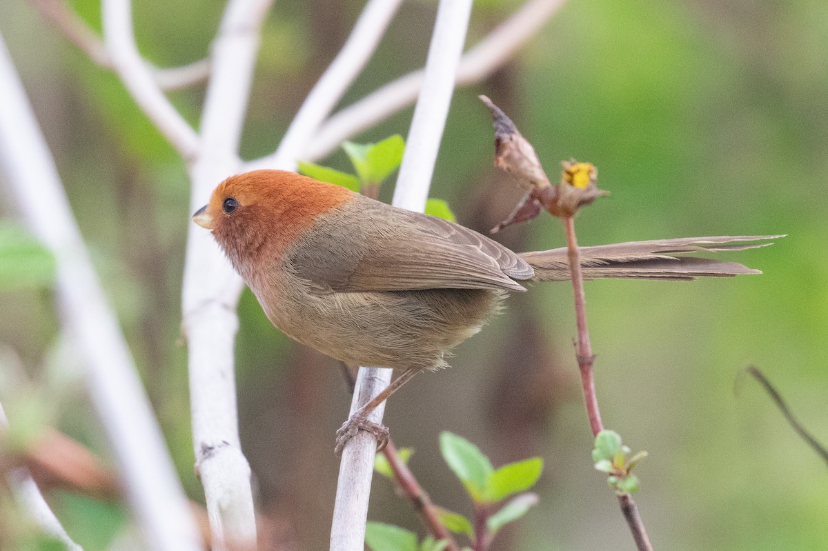 Brown-winged Parrotbill - ML618064430