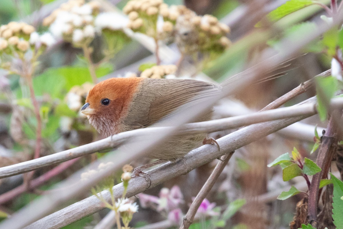 Brown-winged Parrotbill - ML618064431