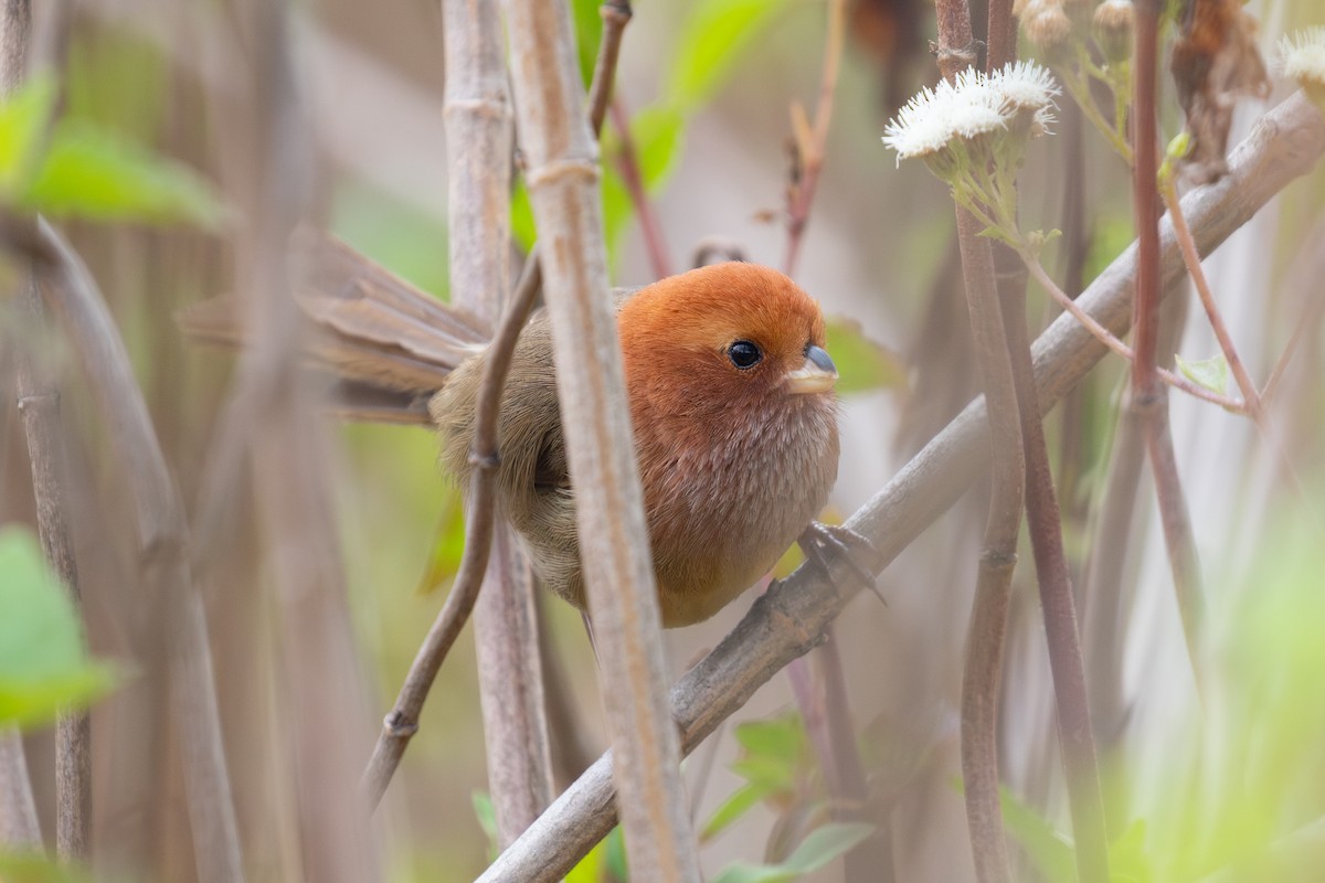Brown-winged Parrotbill - ML618064432