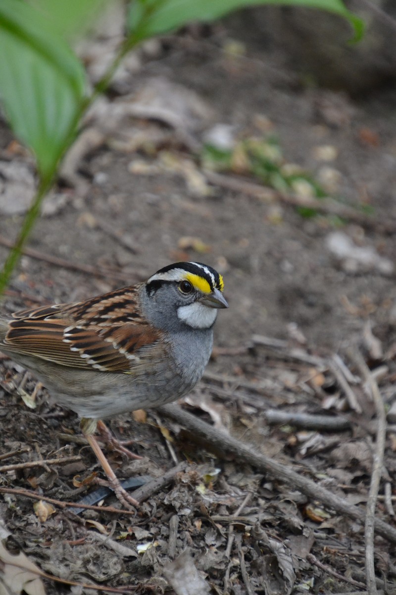 White-throated Sparrow - ML618064437
