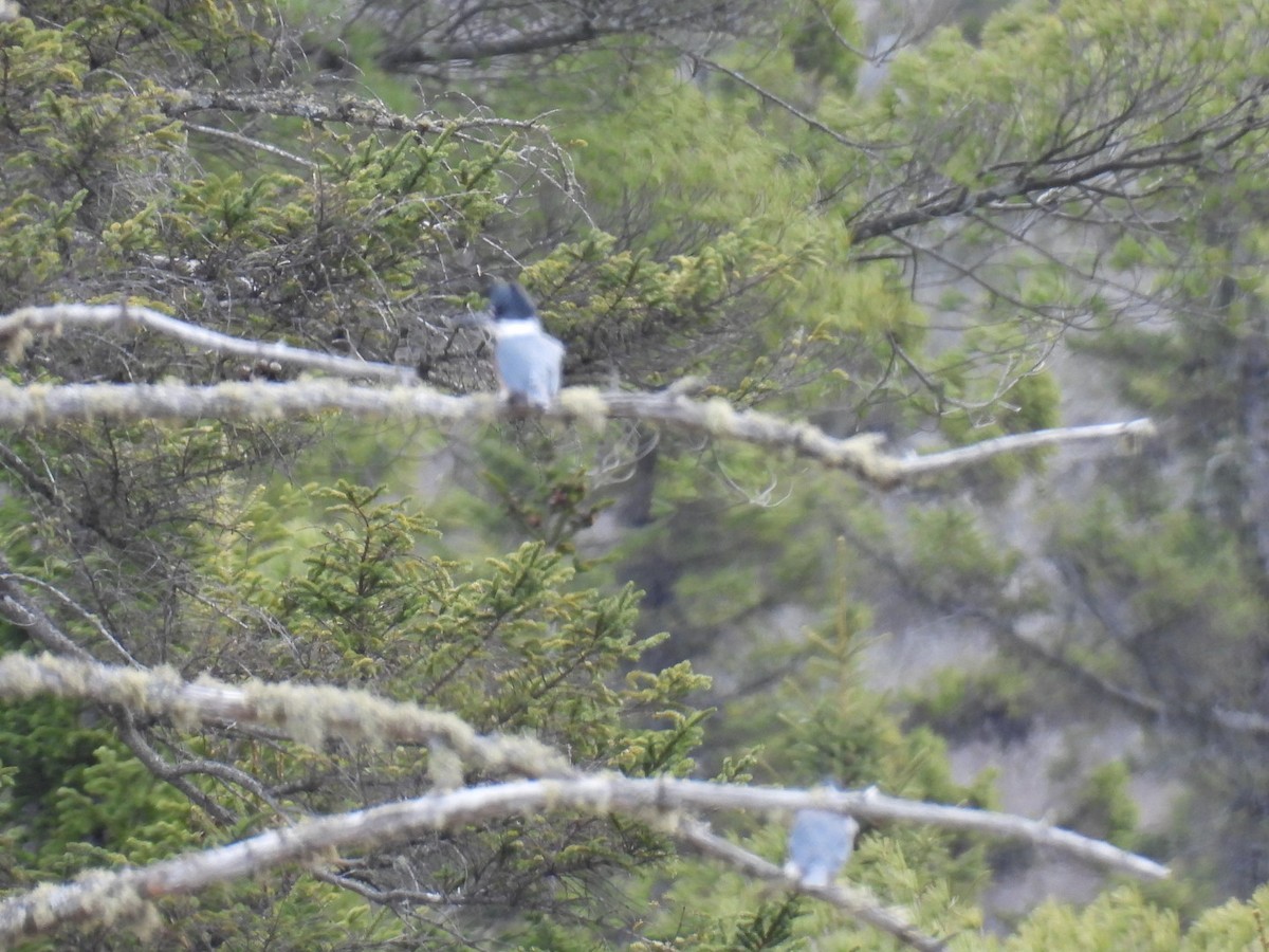 Belted Kingfisher - ML618064446
