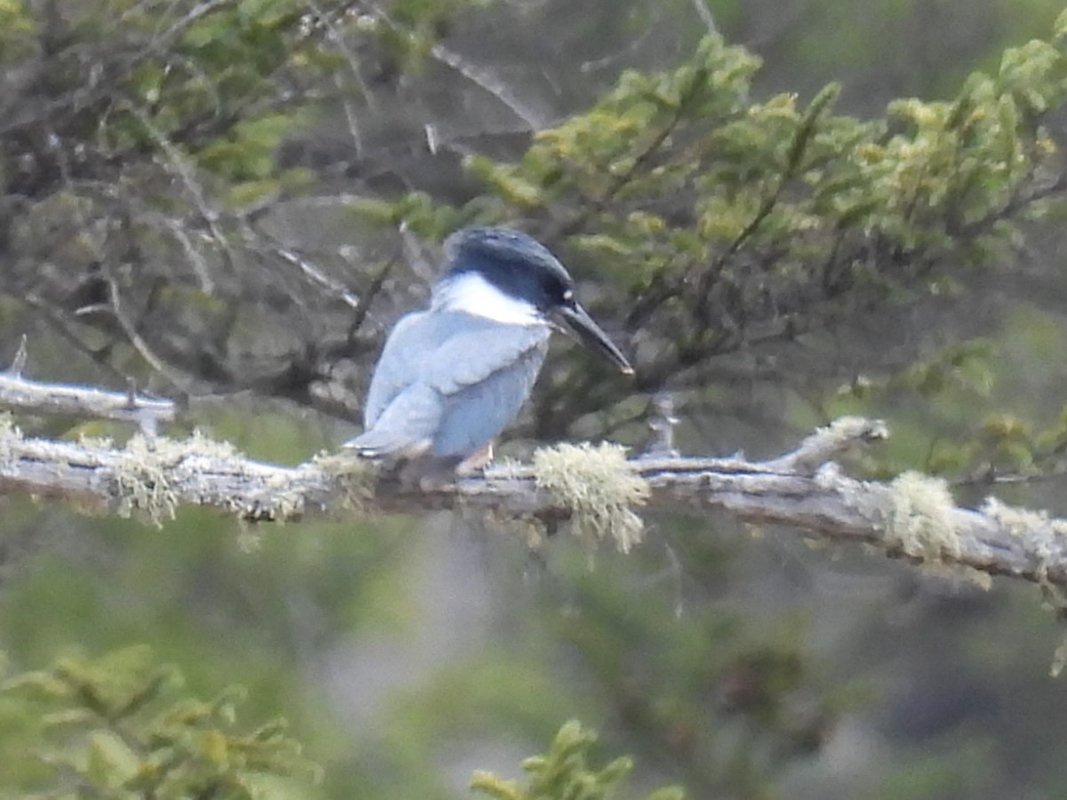 Belted Kingfisher - ML618064448