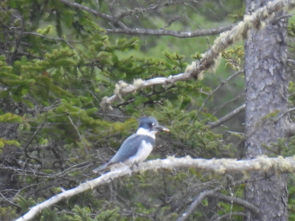 Belted Kingfisher - ML618064449