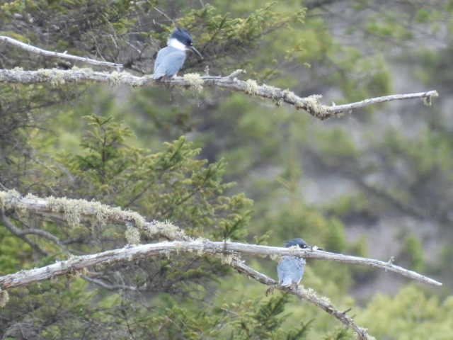 Belted Kingfisher - ML618064450