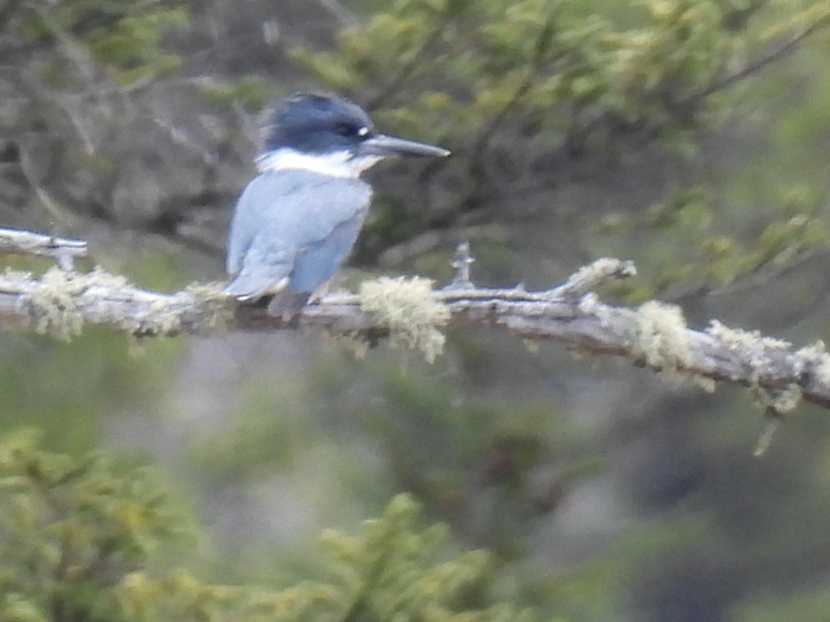 Belted Kingfisher - ML618064451