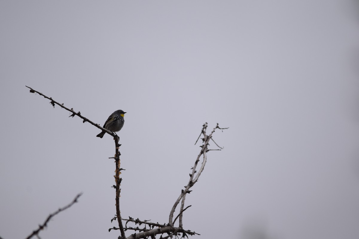 Yellow-rumped Warbler (Audubon's) - ML618064460